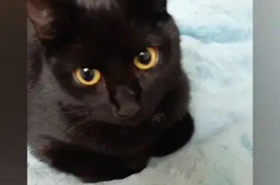 Пропала кошка, ул. Александрова 10, Озёрный