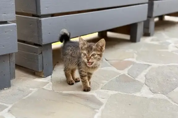 Котенок найден: 3-я Яхонтовая ул., 1, Ростов-на-Дону