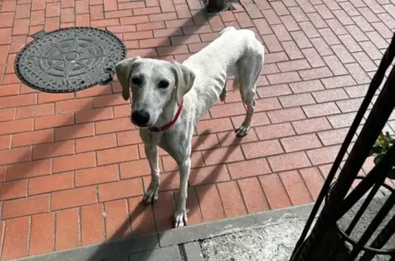 Объявления о пропавших и найденных животных, Калининград, фото: Собака найдена: ул. Красная, 3-5, Калининград