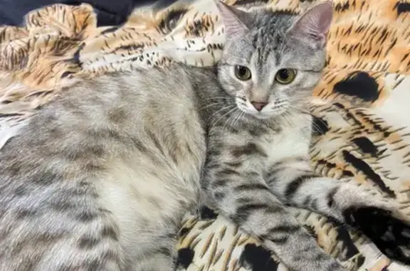 Пропала кошка, Радужный пер., 2Г, Клинцы