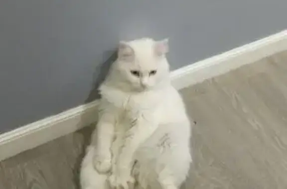 Кошки потеряшки, Якутск, фото: Потеряшка кот, ул. Каландаришвили 7, Якутск