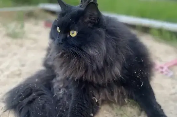 Пропала кошка, Глубокое, Ленобласть