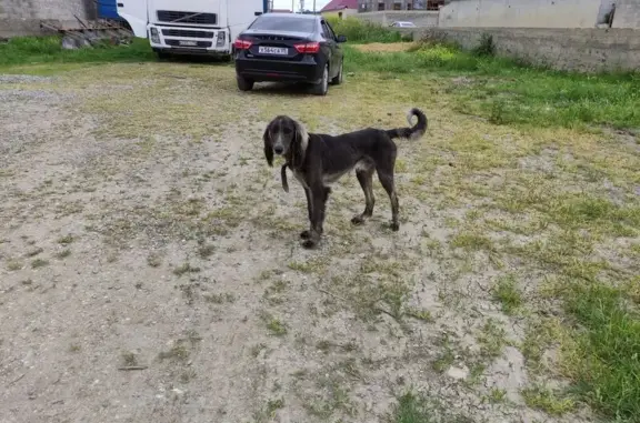 Найдена собака, Хасавюрт, фото: Собака найдена на ул. Эседа Салихова, 79