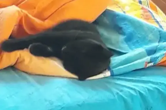 Кошки потеряшки, Красноярск, фото: Потеряшка кошка Лёпа, ул. Становая, 15