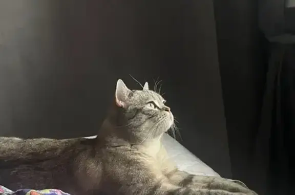 Кошки потеряшки, Санкт-Петербург, фото: Потеряшка кошка, Товарищеский пр., 28, СПб