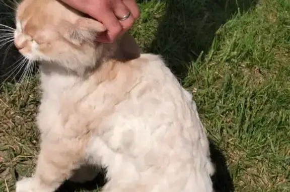 Кошка найдена, ул. Малиновского, 8, Волгоград