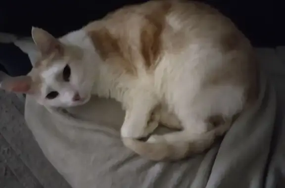 Кошки потеряшки, Москва, фото: Потеряшка кошка, Староалексеевская 3, Москва