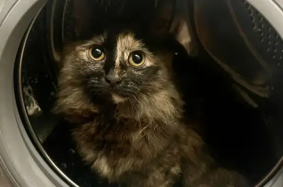 Кошки потеряшки, Московская область, фото: Потеряшка кошка в Ящерово Правое, МО