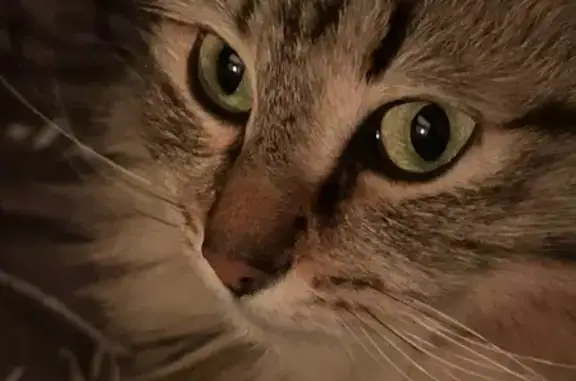 Кошки потеряшки, Казань, фото: Потеряшка кошка на Гудованцева, 17, Казань