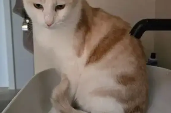 Кошки потеряшки, Москва, фото: Потеряшка кошка, Староалексеевская 3, Москва