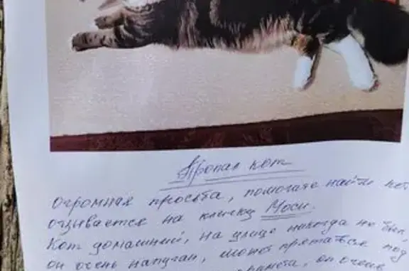 Пропала кошка, ул. Кирова 19/1, Владивосток