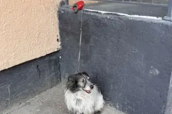 Собака найдена на Попова, 10, Екатеринбург