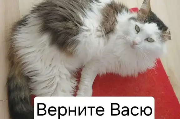 Пропал кот, Иртышский пер., 59, Ростов-на-Дону