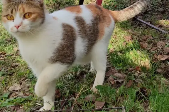 Кошки потеряшки, Киров, фото: Потеряшка кошка, Производственная 17к3