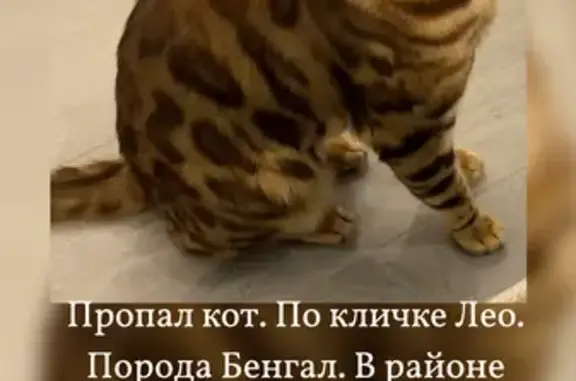 Пропал бенгальский кот, Лесогорский пр., Барнаул