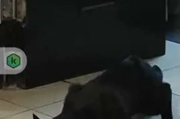 Найдена кошка, Москва, фото: Найдена черная кошка, Бескудниковский бул. 56к1