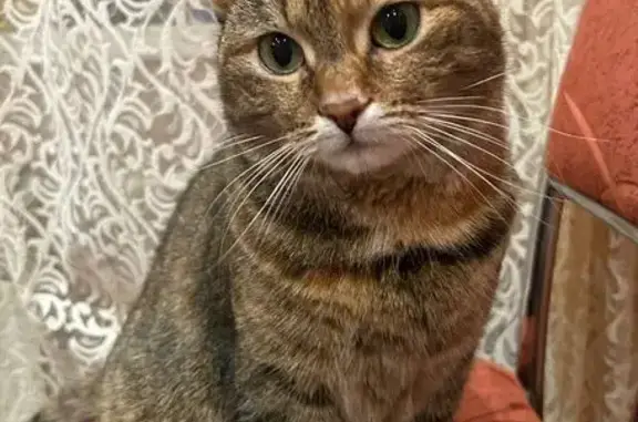 Кошки потеряшки, Курская область, фото: Потеряшка кошка, Михайловка, Курская обл.