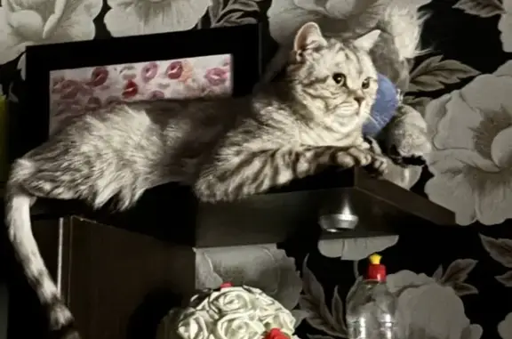 Пропал кот, Шукшина 3, Белый Яр