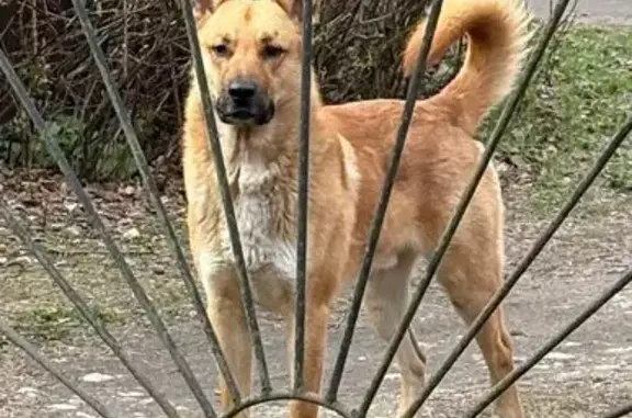 Собака найдена: Кирилловское, Ленобласть