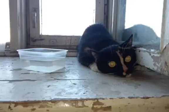 Найдена кошка, ул. Варламова, 21, Петрозаводск