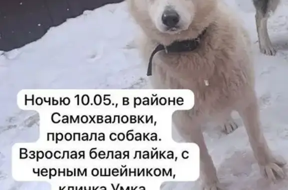 Пропала собака в Самохваловке, Башкортостан