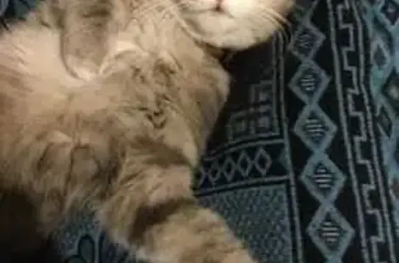 Кошки потеряшки, Новосибирск, фото: Потеряшка кошка, 4-й Гэсстроевский, 13