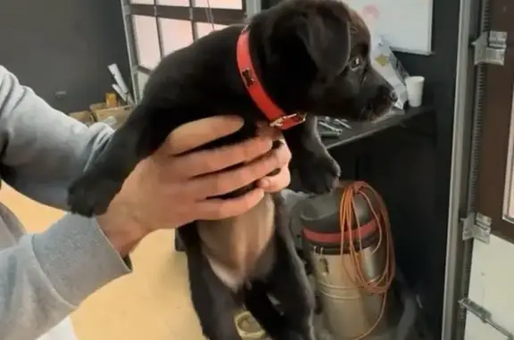 Пропал щенок, ул. Филатова, 23, Краснодар