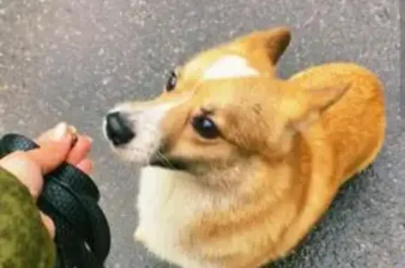 Найдена собака, Москва, фото: Найден корги, Окская ул. 44к2, Москва