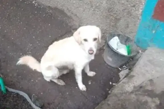 Найдена собака, Ярославль, фото: Щенок найден на Труфанова, 24, Ярославль