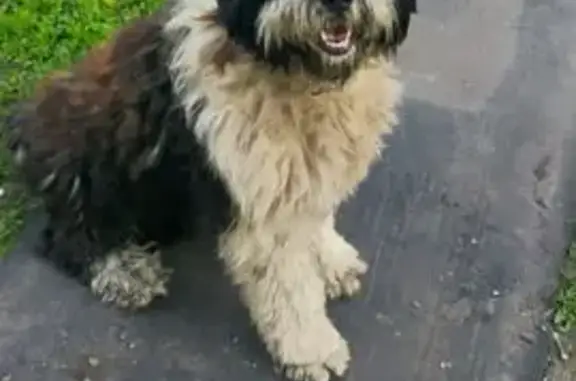 Найдена собака, Лосево, фото: Собака найдена: Латное, Воронежская обл.