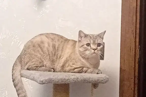 Пропала кошка, Товарищеский пр. 28/1