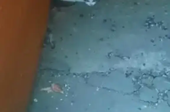 Найдена кошка, Курск, фото: Кошка найдена: ул. Хуторская, 7, Курск