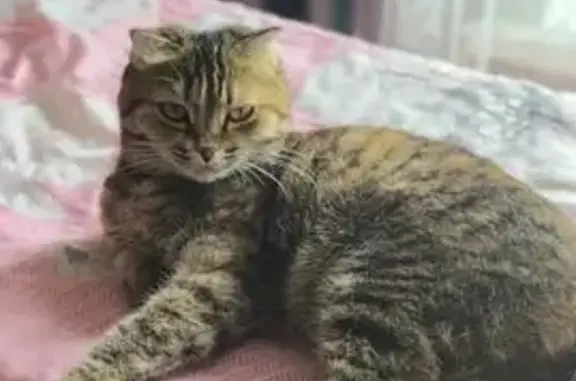 Пропала кошка, ул. Акмуллы, 41, Давлеканово