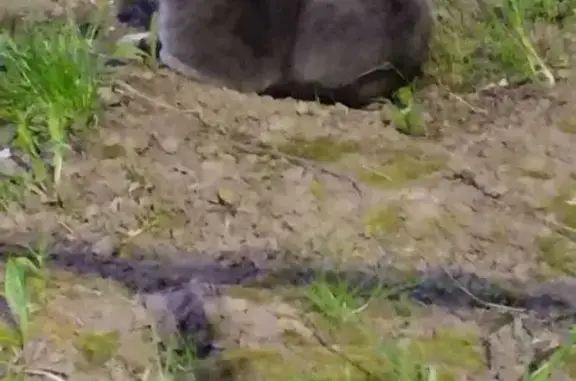 Найдена кошка, проспект Клыкова, 61, Курск