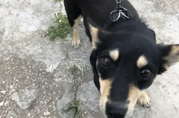 Найдена собака, Керчь, фото: Найдена ласковая собака, ул. Пошивальникова, 10