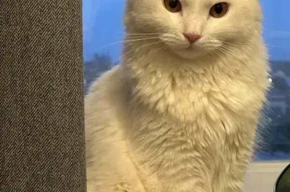 Найдена кошка, Ижевск, фото: Кошка найдена: ул. Степана Разина, 45