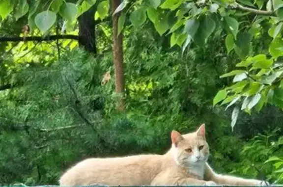 Пропала кошка, ул. Чапаева, 22, Ильинский