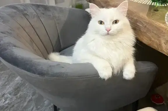 Пропала кошка, Нижний Новгород