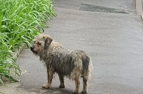 Найдена собака, Москва, фото: Щенок у Красного Маяка 13А, Москва