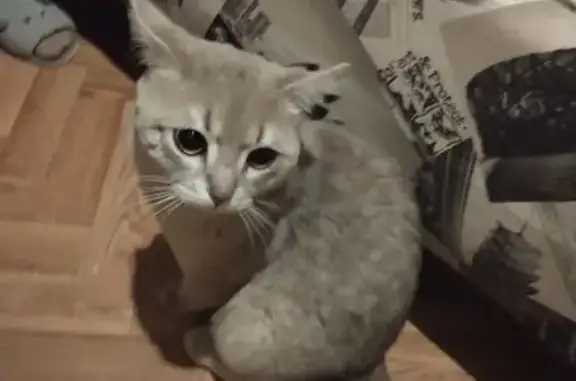 Кошка найдена у подъезда, Басовская 4