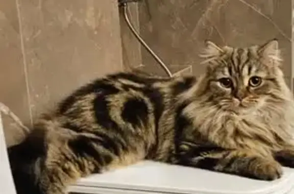 Пропала кошка, ул. Кочетова, 21, Чебоксары