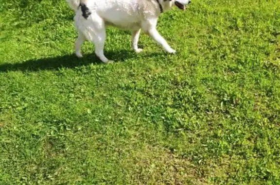 Собака с разными глазами, Новинки, Вл. обл.