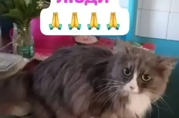 Пропала кошка, ул. 9 Января, 248, Воронеж