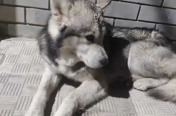 Найдена собака, ул. Полевая 44/1, Новая Усмань