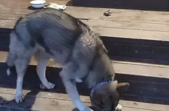 Найдена собака, Стреглово, МО