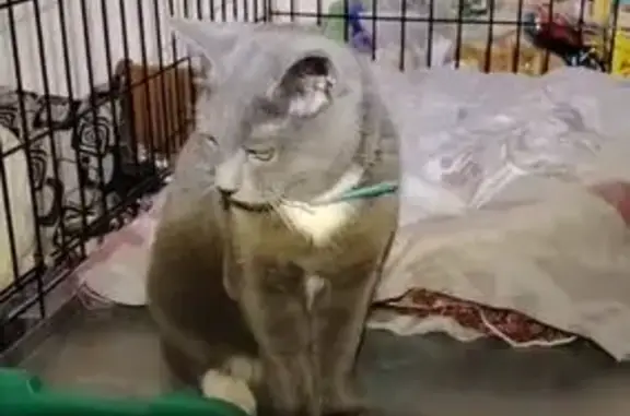 Котик найден на Аксёнова 45, Хабаровск