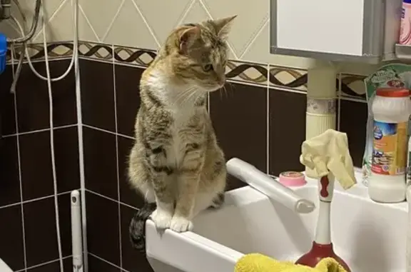 Пропала кошка, ул. Космонавтов, 13/9