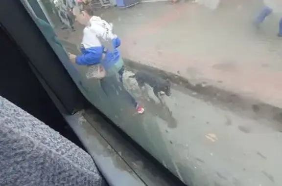 Найдена собака, Новосибирск, фото: Собака у остановки, пр. Дзержинского, 32
