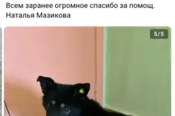 Найдена собака, Красноуральск, фото: Собака найдена, ул. Свердлова 10, Качканар