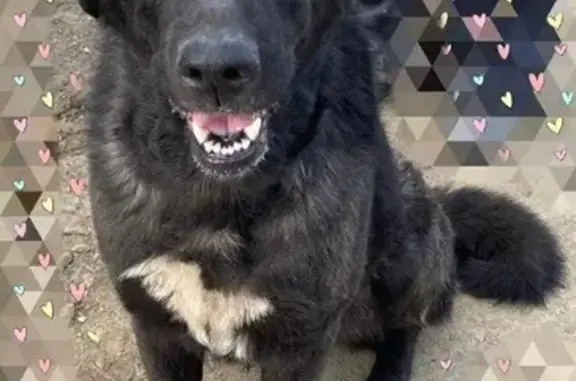 Найдена собака, Екатеринбург, фото: Собака найдена: ул. Лучистая, 2, Екатеринбург